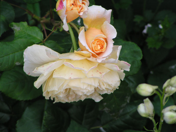 P6300014