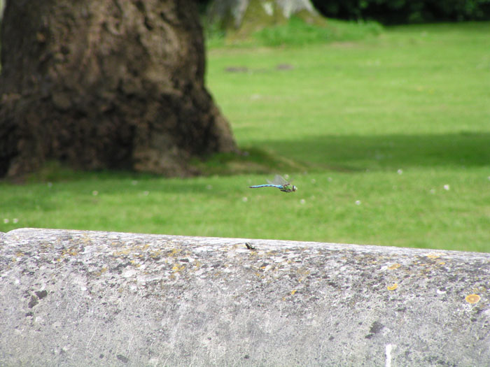 Appuldurcombe House 015