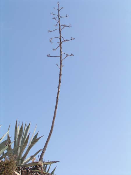 Cabo de la Nao 04