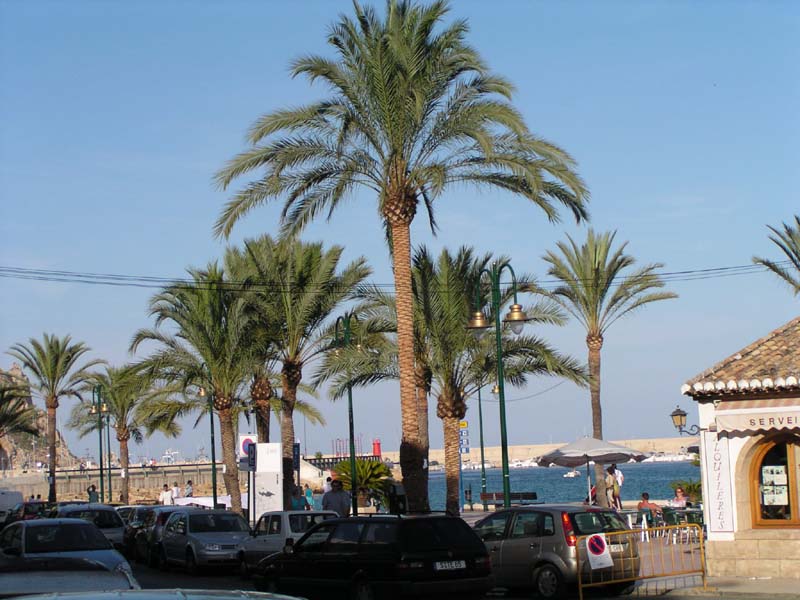 Javea Palms 01