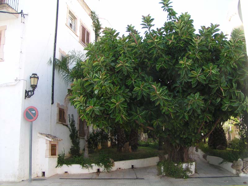 Javea Rubber Tree 01