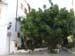 Javea Rubber Tree 01