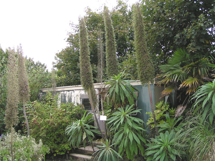 Whitecross Hardy Exotics Nursery 001