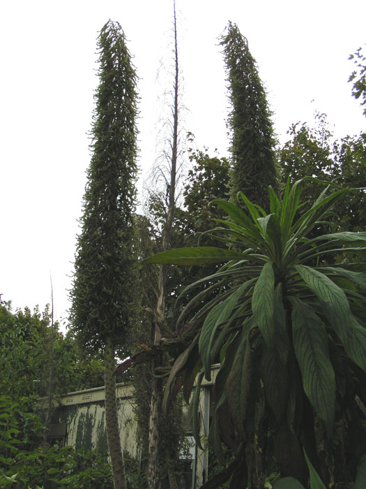 Whitecross Hardy Exotics Nursery 002