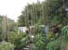 Whitecross Hardy Exotics Nursery 001