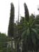 Whitecross Hardy Exotics Nursery 002